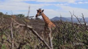 Giraffe salvate dall'innalzamento dell'acqua sull'Isola di Longicharo