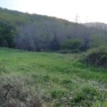 Cinghiali, situazione esplosiva nelle province abruzzesi