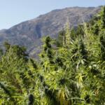 Cannabis a uso terapeutico, interviene il tribunale mentre la politica rinvia