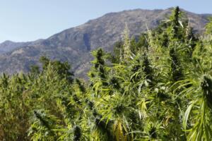 Cannabis