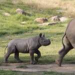 Australia, al Taronga Western Plains zoo un cucciolo di rinoceronte nero