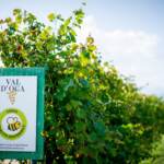 Cantina Produttori Valdobbiadene: Obiettivo 1000 ettari per la certificazione Sqnpi