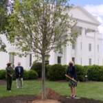 Arbor Day, Jill Biden pianta un albero alla Casa Bianca