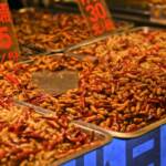 L’Ue approva gli insetti come alimenti: i primi saranno i vermi della farina