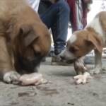 Egitto, gruppo di volontari salva cani e gatti randagi al Cairo