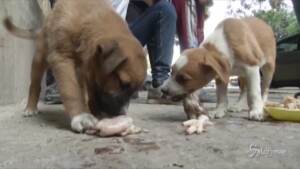 gruppo di volontari salva cani e gatti randagi al Cairo