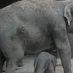 Rotterdam, allo zoo è nato un cucciolo di elefante