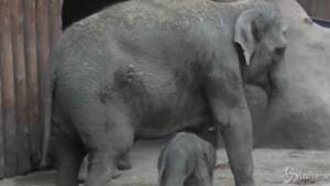 cucciolo di elefante