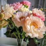Peonia, spettacolare fioritura