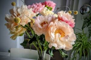 La bellezza della peonia