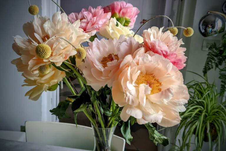 La bellezza della peonia