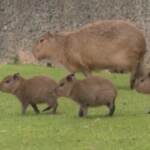 Zoo Berlino: debutto in società per tre cuccioli di capibara