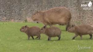 Cuccioli di capibara