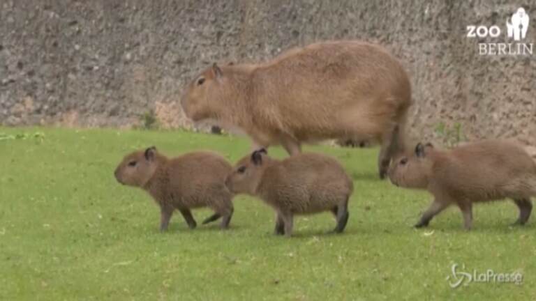 Cuccioli di capibara
