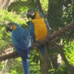 Rio de Janeiro: allo zoo spopola la storia di Giulietta, l’ultimo pappagallo Ara selvaggio