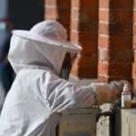 Venezia: rimosso uno sciame di api in piazza in piazza San Marco, i turisti assistono alla scena