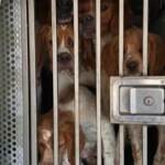 Gorizia, denunciato conducente camion: trasportava cani in pessime condizioni