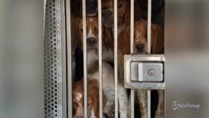 trasportava cani in pessime condizioni