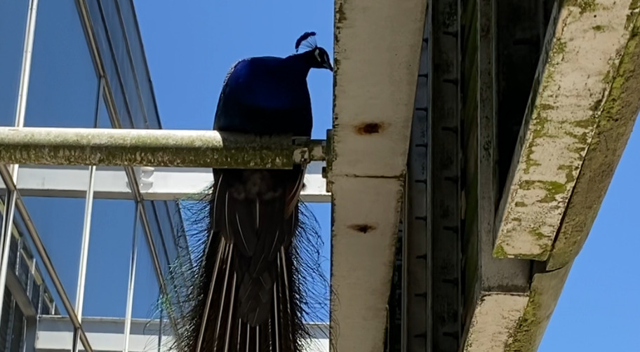 Oporto, il siparietto di Draghi e il pavone: “Ci accompagna da stamattina” Oporto, il siparietto di Draghi e il pavone: “Ci accompagna da stamattina”