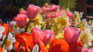 Festa della Mamma, 6 italiani su 10 regalano fiori