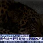 Tre leopardi fuggono da zoo in Cina: ricerche con droni e cani molecolari