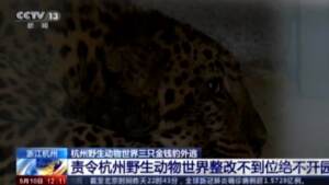 Tre leopardi fuggono da zoo in Cina
