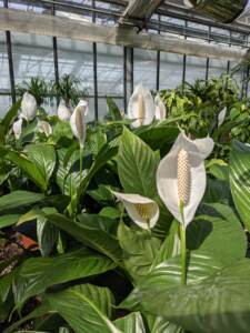 Le vele bianche dello Spathiphyllum