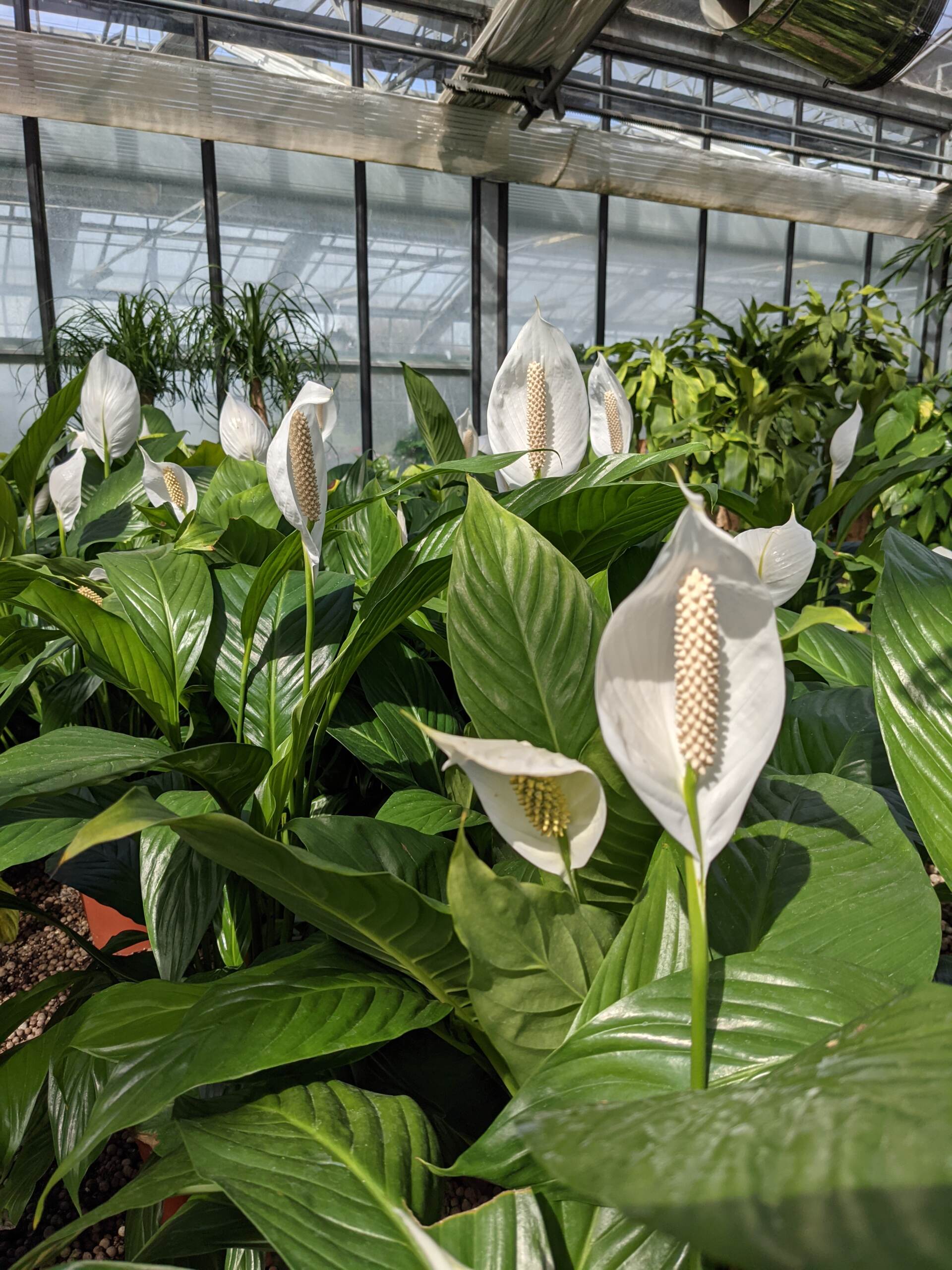 Le vele bianche dello Spathiphyllum