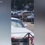 Roma: donna accerchiata dai cinghiali e “derubata” delle borse della spesa