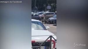 Roma: donna accerchiata dai cinghiali e "derubata" delle borse della spesa