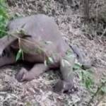 India, un fulmine fa strage di elefanti: morti 18 animali