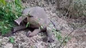 Un fulmine fa strage di elefanti: morti 18 animali