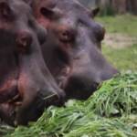 Lima, lo zoo si dedica all’agricoltura: coltiva cibo per i suoi 1.300 animali