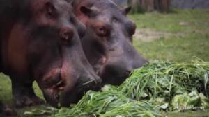Lima, lo zoo si dedica all’agricoltura: coltiva cibo per i suoi 1.300 animali