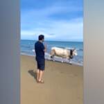 Salvini al mare in Puglia: “Posso andare in spiaggia, è permesso”