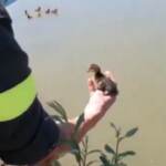 Vercelli, mamma papera e i suoi pulcini salvati dai Vigili del Fuoco