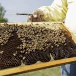 Giornata Mondiale della Terra, cresce l'apicoltura a Milano