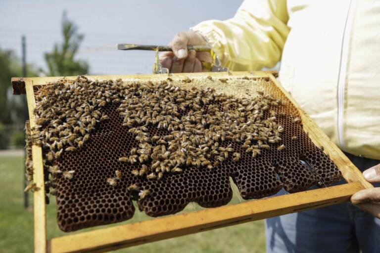 Giornata Mondiale della Terra, cresce l'apicoltura a Milano