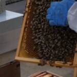 Giornata delle api, arnie sul tetto della Moschea di Londra