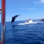 Messico, l’orca a caccia di delfini: le immagini dell’attacco