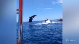 Messico, l’orca a caccia di delfini: le immagini dell’attacco