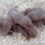 Usa, 21 cuccioli di furetto dai piedi neri nati allo zoo di Phoenix