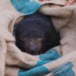 Australia, dopo 3 mila anni nati dei cuccioli di diavolo della Tasmania