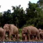 Cina, branco di elefanti selvatici terrorizza la contea di E’shan