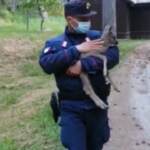 Calabria, cucciolo di capriolo messo in salvo dai forestali