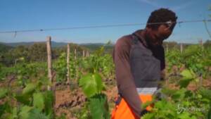 Migranti tra i filari delle vigne in Toscana