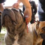 Ancona, maltrattamento animale e traffico cuccioli: 40 denunciati