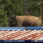 Cina, branco di elefanti cammina per 550 km e arriva in aree urbane