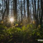 Legambiente, fino al 6 giugno donazioni per l’ambiente