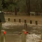 Ondata di maltempo in Australia, inondazioni e alberi abbattuti nel sud-est